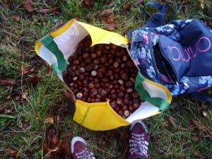 Conkers galore!